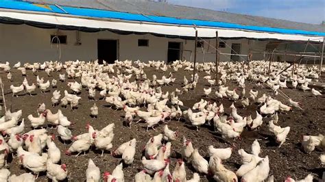 satılık tavuk çiftliği ankara